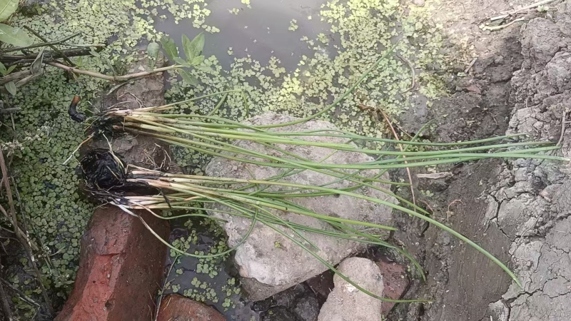 荸荠苗，荸荠苗，马蹄苗，江苏省扬州市马蹄