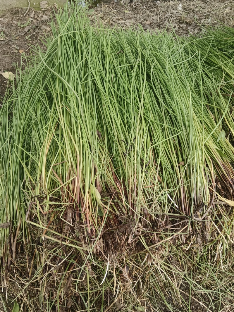 荸荠苗，荸荠苗，马蹄苗，江苏省扬州市马蹄