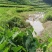 大白鹅