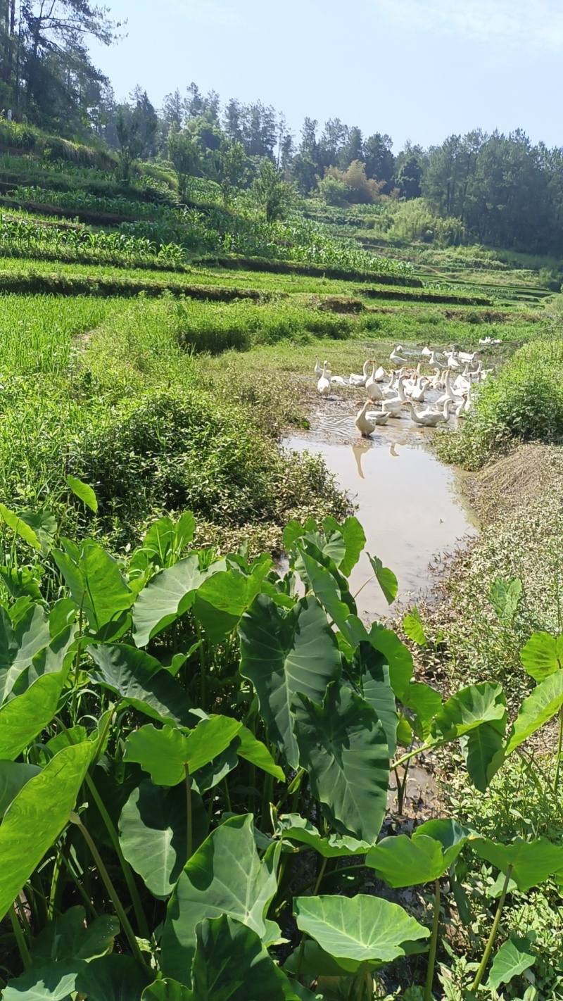 大白鹅