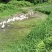 大白鹅