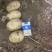 河北土豆沃土荷兰十五V.7大量现货供应产地直发