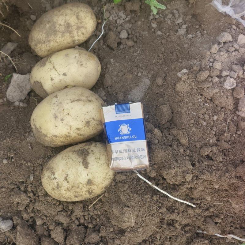 河北土豆沃土荷兰十五V.7大量现货供应产地直发