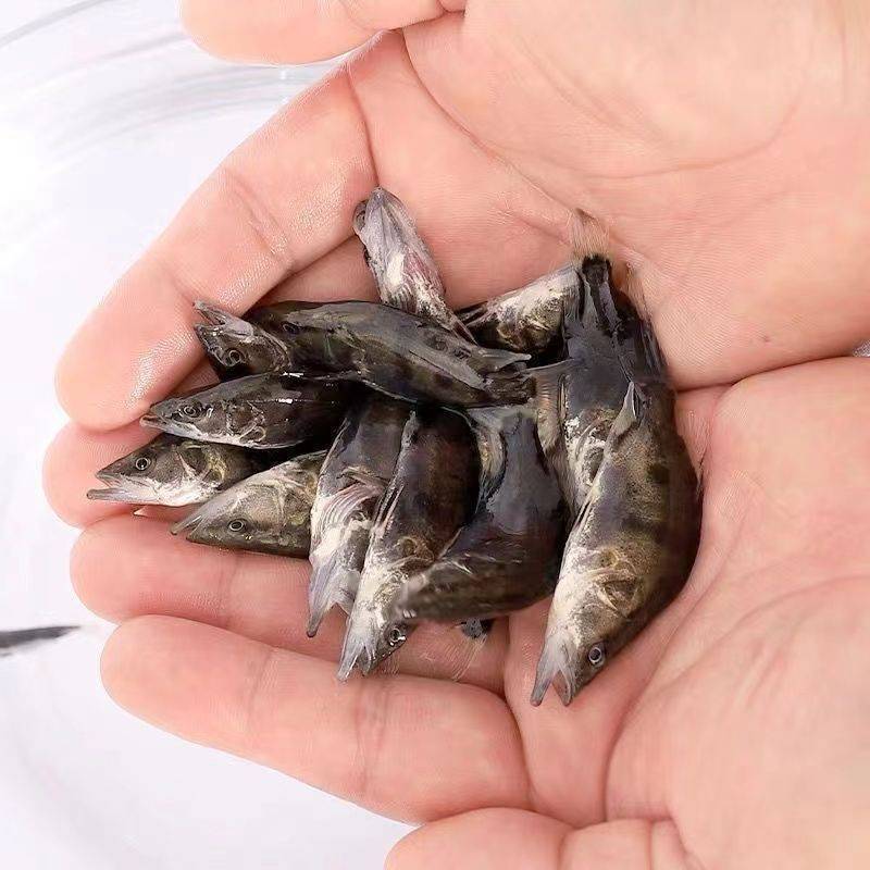 正宗桂花水花鱼苗淡水鳜鱼苗养殖路亚花斑桂鱼肉食性鱼苗包活