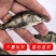 正宗桂花水花鱼苗淡水鳜鱼苗养殖路亚花斑桂鱼肉食性鱼苗包活