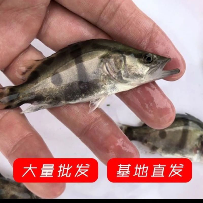 正宗桂花水花鱼苗淡水鳜鱼苗养殖路亚花斑桂鱼肉食性鱼苗包活