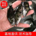 正宗桂花水花鱼苗淡水鳜鱼苗养殖路亚花斑桂鱼肉食性鱼苗包活