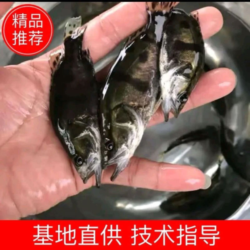 正宗桂花水花鱼苗淡水鳜鱼苗养殖路亚花斑桂鱼肉食性鱼苗包活