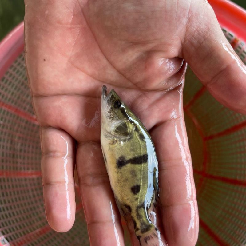 正宗桂花水花鱼苗淡水鳜鱼苗养殖路亚花斑桂鱼肉食性鱼苗包活