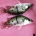 正宗桂花水花鱼苗淡水鳜鱼苗养殖路亚花斑桂鱼肉食性鱼苗包活