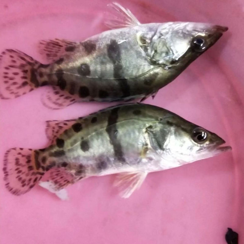 正宗桂花水花鱼苗淡水鳜鱼苗养殖路亚花斑桂鱼肉食性鱼苗包活