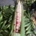 芜湖花糯玉米大小规格齐全按需求分拣打包提供网袋纸箱泡沫箱
