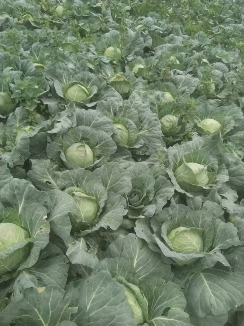 威宁高冷圆包菜