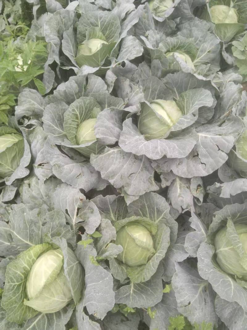 威宁高冷圆包菜
