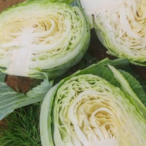 威宁高冷圆包菜