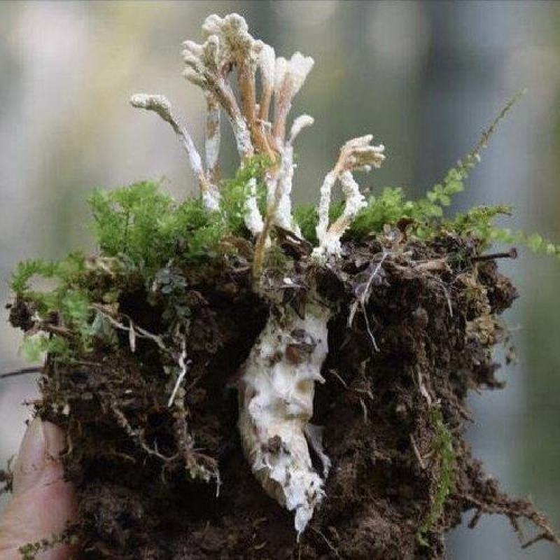 纯野生天然金蝉花