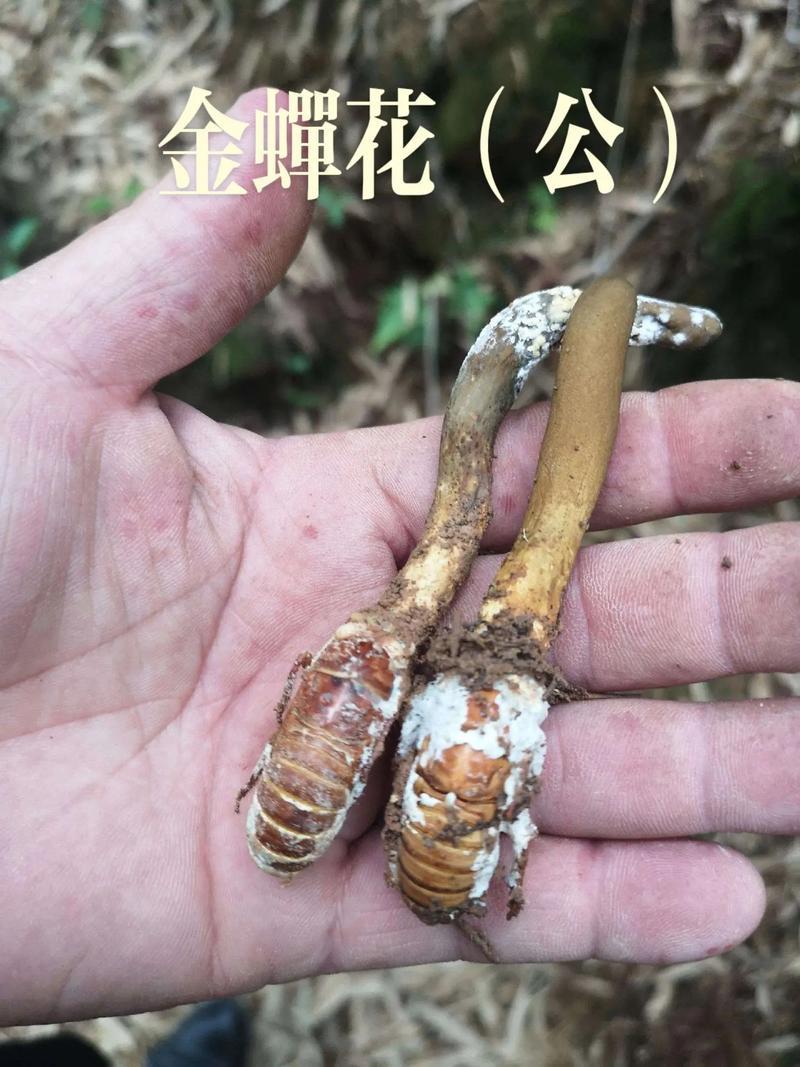纯野生天然金蝉花