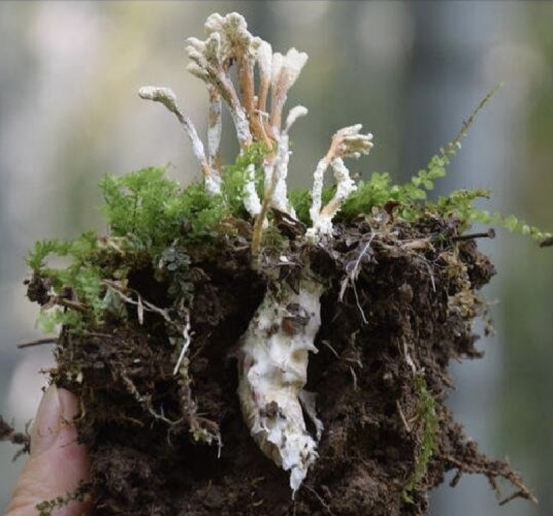 纯野生天然金蝉花