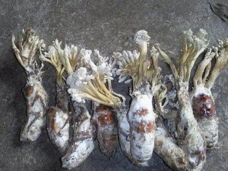 纯野生天然金蝉花