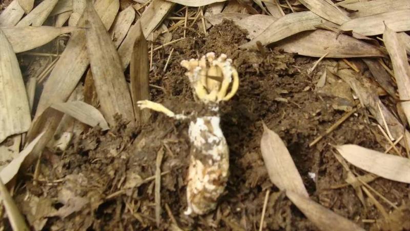 纯野生天然金蝉花