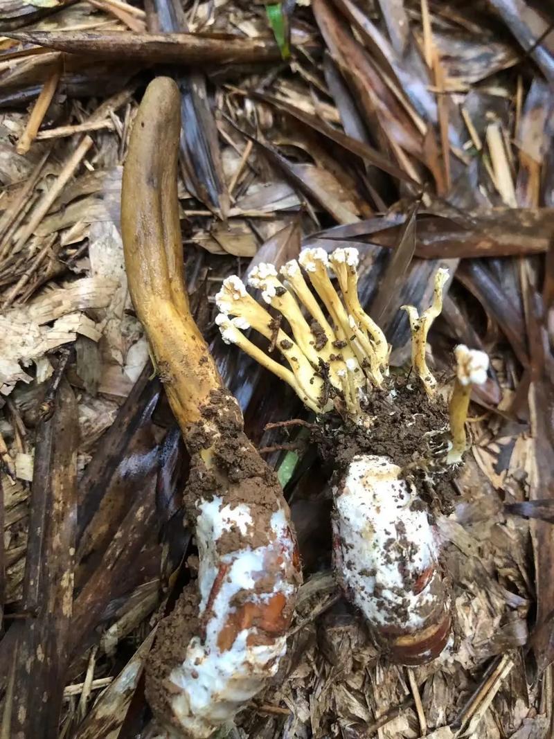 纯野生天然金蝉花