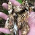 纯野生天然金蝉花