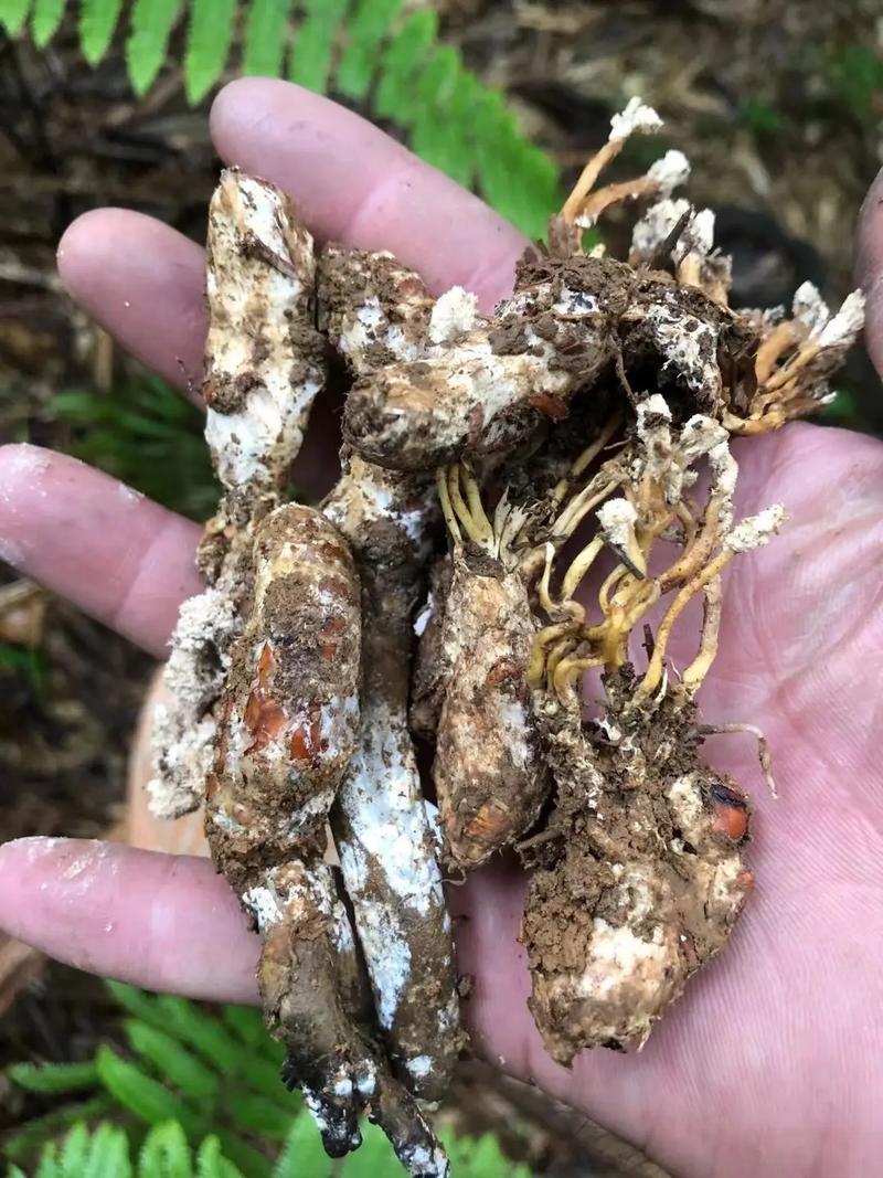纯野生天然金蝉花