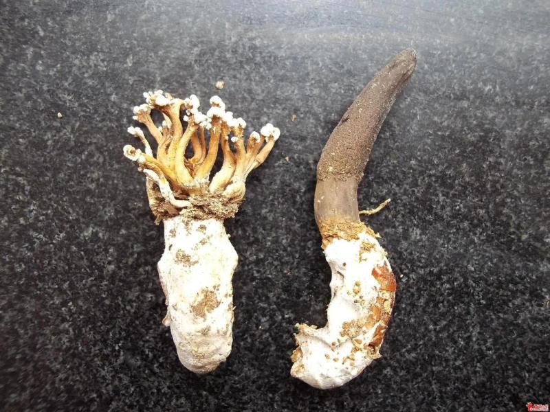 纯野生天然金蝉花