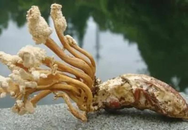 纯野生天然金蝉花