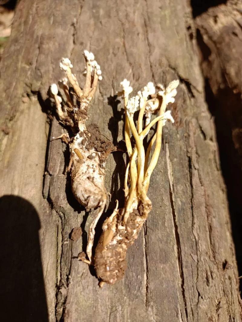 纯野生天然金蝉花