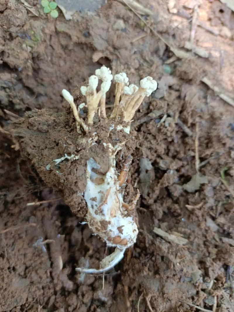 纯野生天然金蝉花
