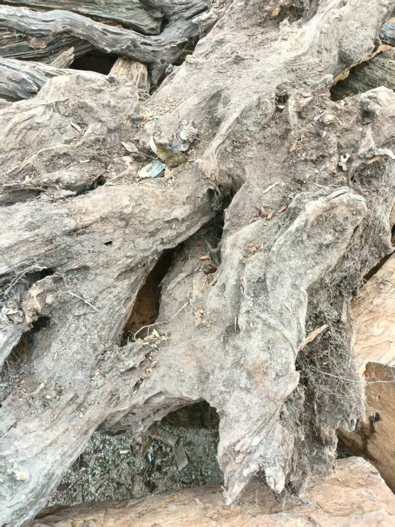 南方松明子琥珀木，