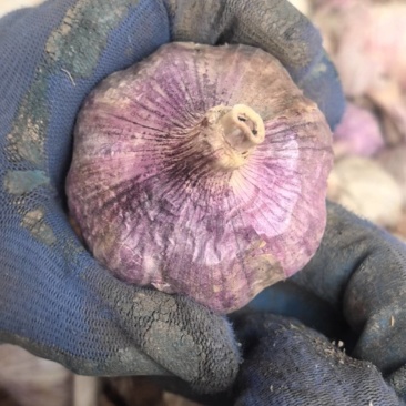大名紫皮蒜种