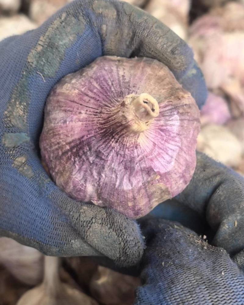 大名紫皮蒜种