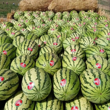【精选】宁夏西瓜硒砂瓜西瓜代办包熟包甜耐运输量大从优