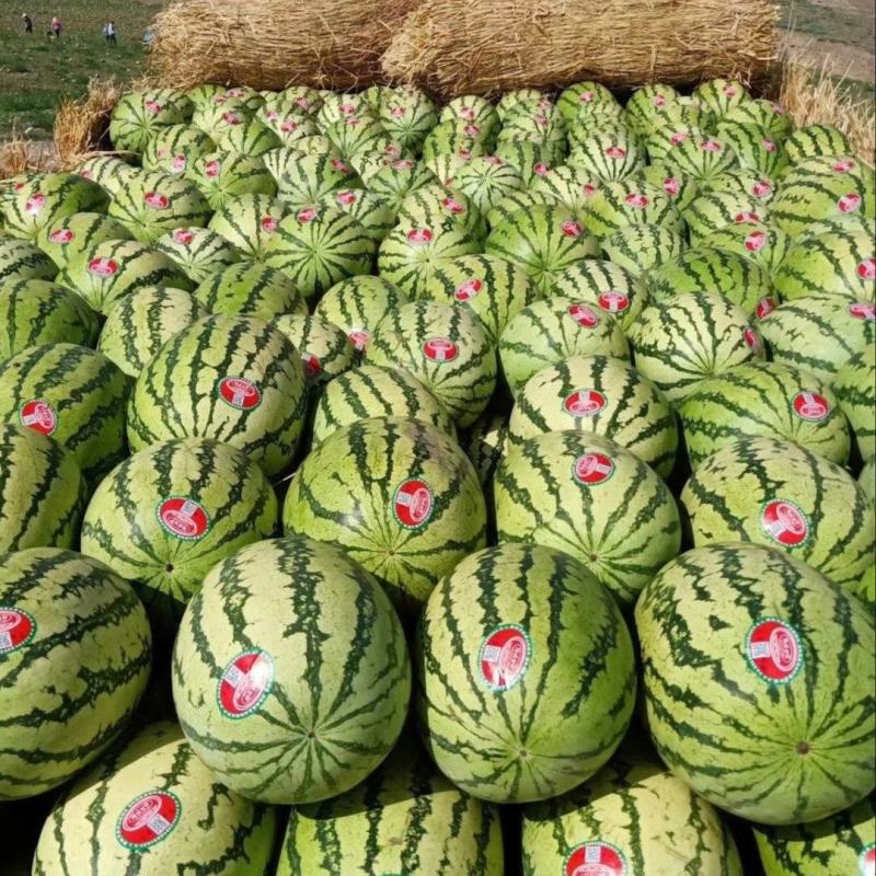 【精选】宁夏西瓜硒砂瓜西瓜代办包熟包甜耐运输量大从优