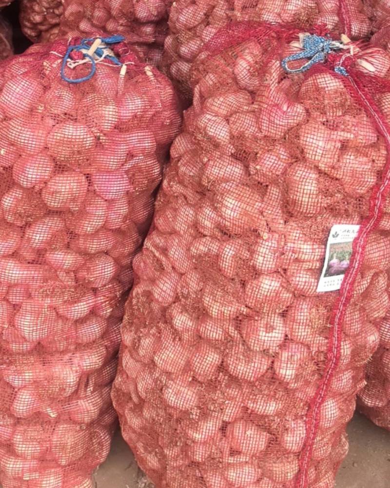 大名紫皮蒜种