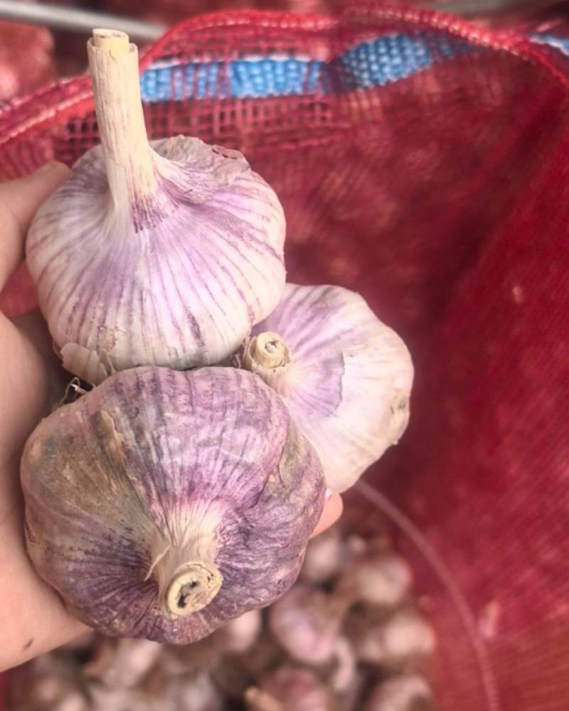 大名紫皮蒜种