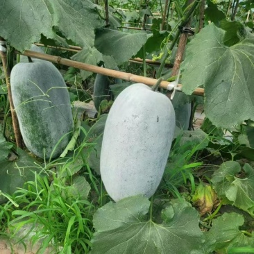 银灰大白冬瓜大量出货了，需要的朋友欢迎联系