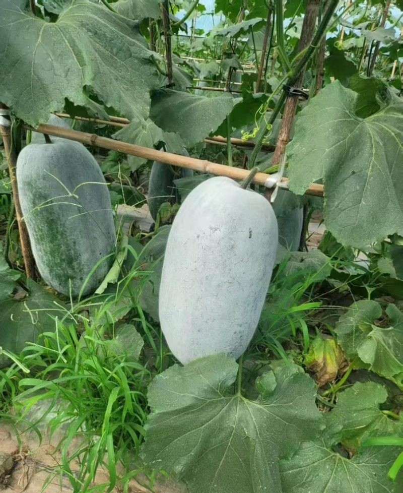 银灰大白冬瓜大量出货了，需要的朋友欢迎联系