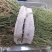 大别山纯野生百蕊草，麦黄草，小米草，地石榴
