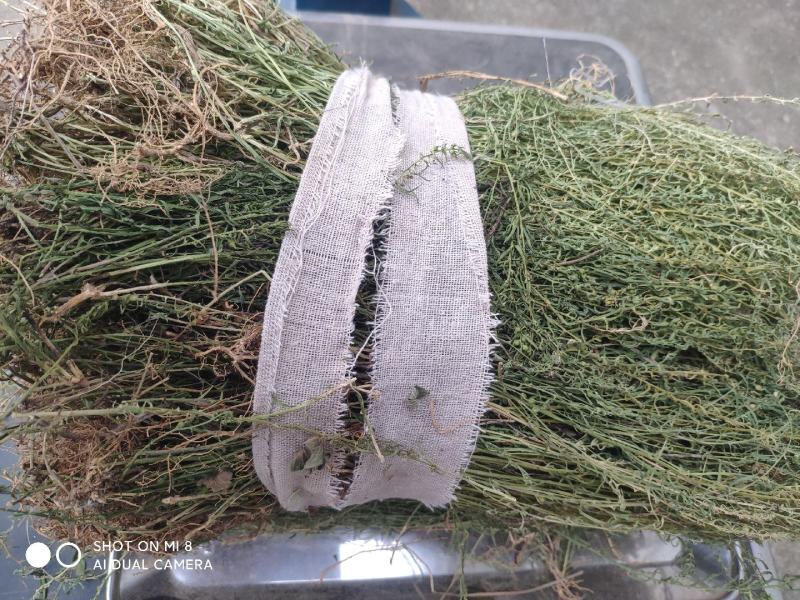 大别山纯野生百蕊草，麦黄草，小米草，地石榴