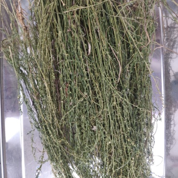大别山纯野生百蕊草，麦黄草，小米草，地石榴