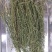 大别山纯野生百蕊草，麦黄草，小米草，地石榴