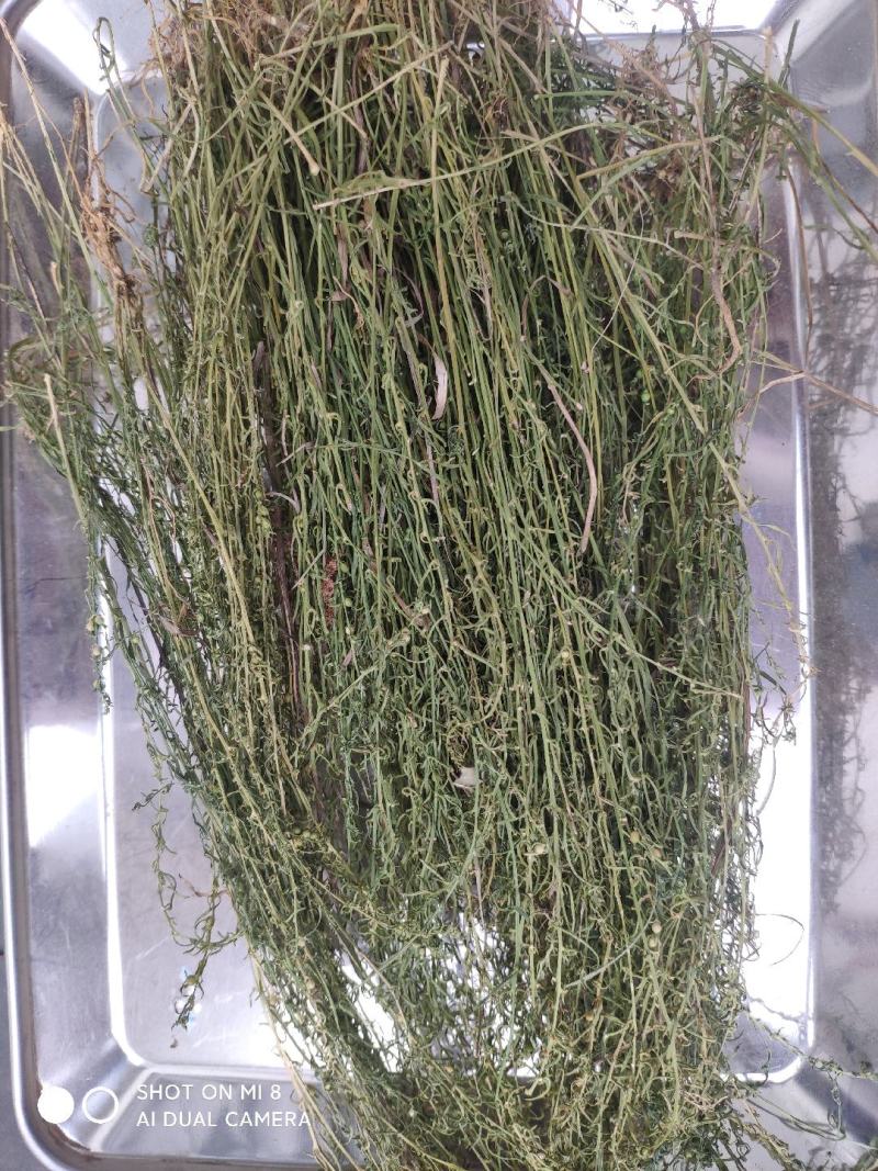 大别山纯野生百蕊草，麦黄草，小米草，地石榴
