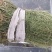 大别山纯野生百蕊草，麦黄草，小米草，地石榴