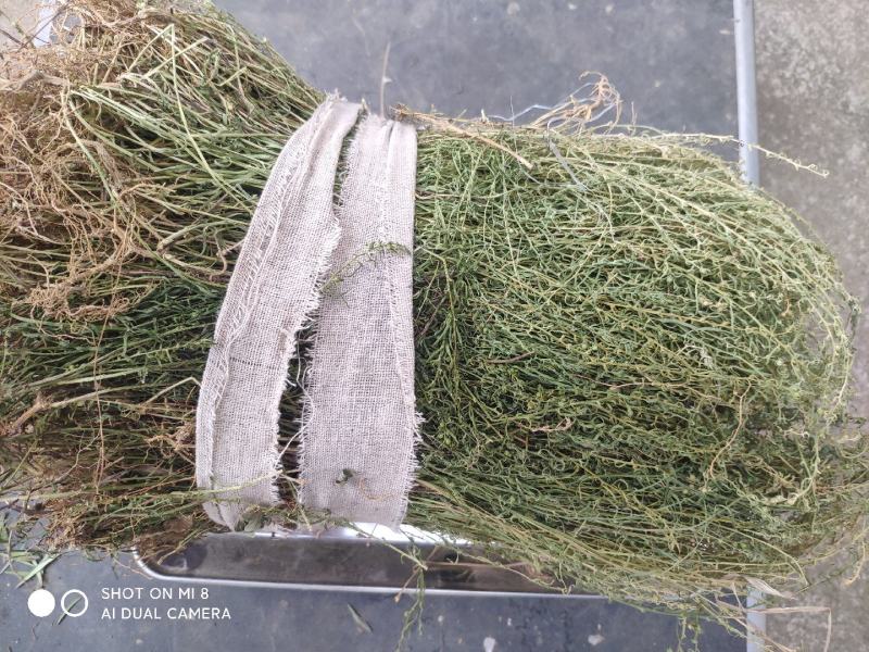 大别山纯野生百蕊草，麦黄草，小米草，地石榴