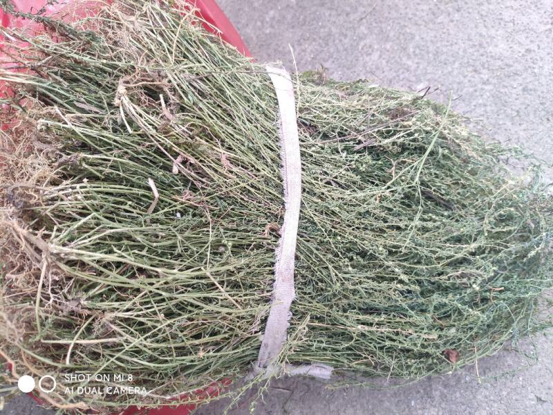 大别山纯野生百蕊草，麦黄草，小米草，地石榴