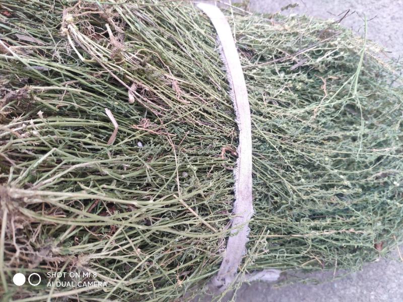 大别山纯野生百蕊草，麦黄草，小米草，地石榴