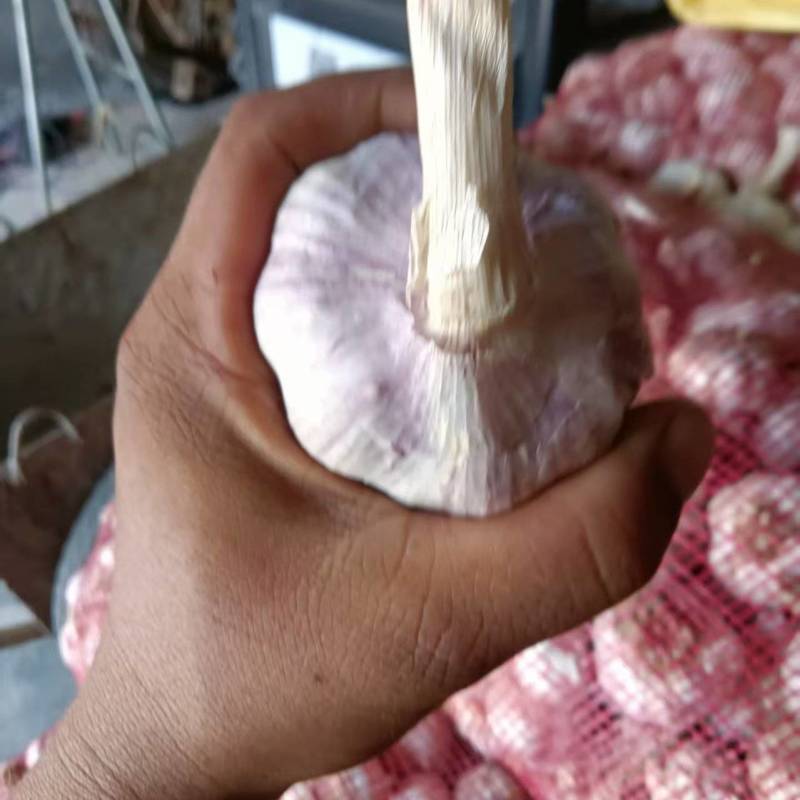 紫皮大蒜大量有货，万亩基地欢迎老板来采购。